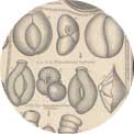 Eocene shells